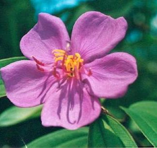 Blütenessenz TIBOUCHINE (Tibouchina urvilleana)