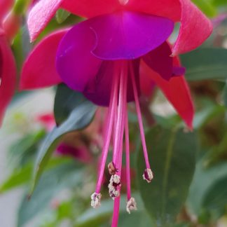 Blütenessenz FUCHSIE (Fuchsia hybrida)