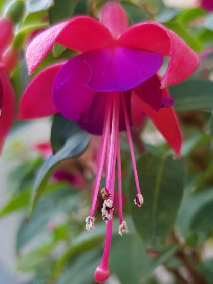 Blütenessenz FUCHSIE (Fuchsia hybrida)