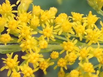 Blütenessenz KANADISCHE GOLDRUTE (Solidago canadensis)