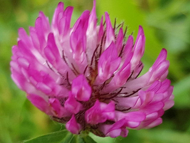 Blütenessenz KLEE, ROTER (Trifolium pratense)