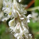 Blütenessenz SCHLINGSKNÖTERICH (Fallopia aubertii)