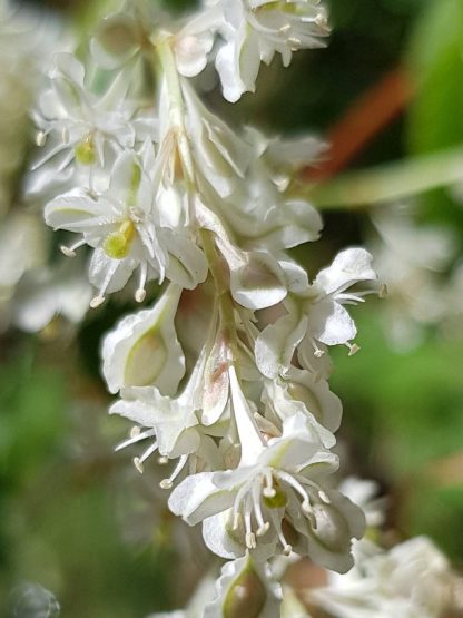 Blütenessenz SCHLINGSKNÖTERICH (Fallopia aubertii)
