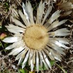 Blütenessenz SILBERDISTEL (Carlina acaulis)