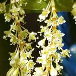 Blütenessenz STAUDENKNÖTERICH (Reynoutria japonica)