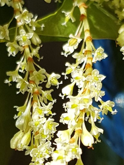 Blütenessenz STAUDENKNÖTERICH (Fallopia japonica)