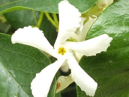 Blütenessenz STERNJASMIN (Trachelospernum jasminoides)