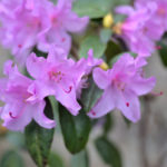Blütenessenz AZALEE (Rhododendron Sorte)
