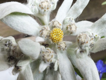 Blütenessenz EDELWEISS (Leontopodium)
