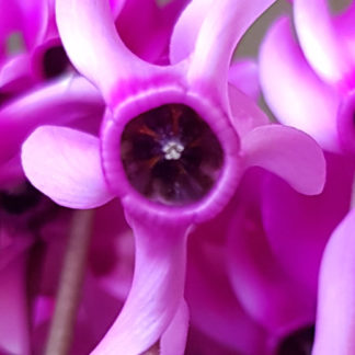 Blütenessenz ALPENVEILCHEN (Cyclamen hederifolium)