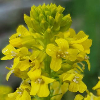 Blütenessenz BARBARAKRAUT (Barbara vulgaris)