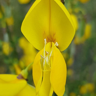 Blütenessenz BESENGINSTER (Cytisus scoparius)