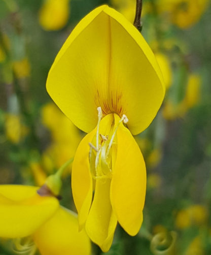 Blütenessenz BESENGINSTER (Cytisus scoparius)
