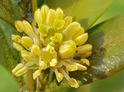 Blütenessenz BUCHSBAUM (Buxus sempervirens)