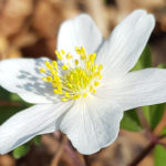 Blütenessenz BUSCHWINDRÖSCHEN (Anemone nemorosa)