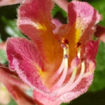 Blütenessenz ROTE KASTANIE (Aesculus carnea)