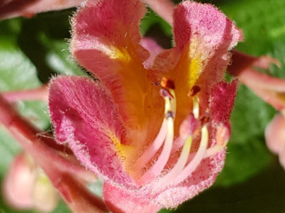 Blütenessenz ROTE KASTANIE (Aesculus carnea)