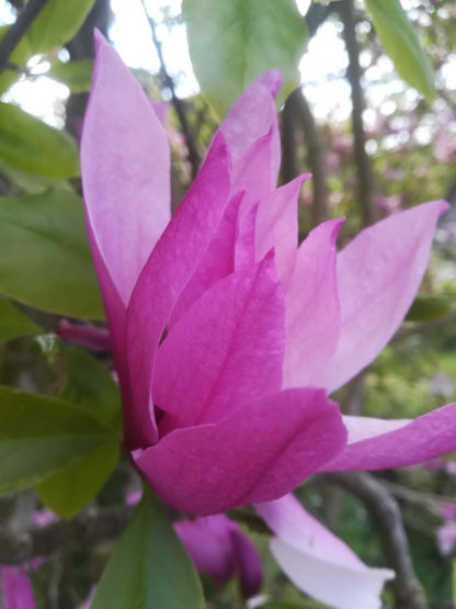 Blütenessenz MAGNOLIE (Magnolia)