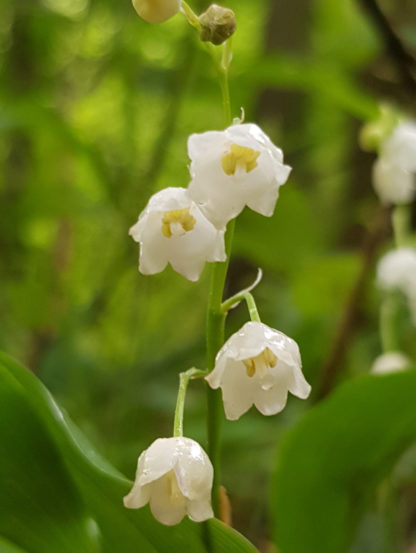 Blütenessenz MAIGLÖCKCHEN (Convallaria majalis L.)