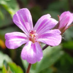 Blütenessenz STORCHENSCHNABEL (Geranium robertianum)