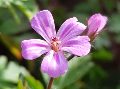 Blütenessenz STORCHENSCHNABEL (Geranium robertianum)