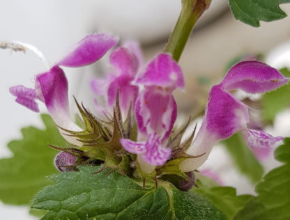 Blütenessenz ROTE TAUBNESSEL (Lamium purpureum)