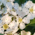 Blütenessenz WEISSDORN (Crataegus oxycantha)