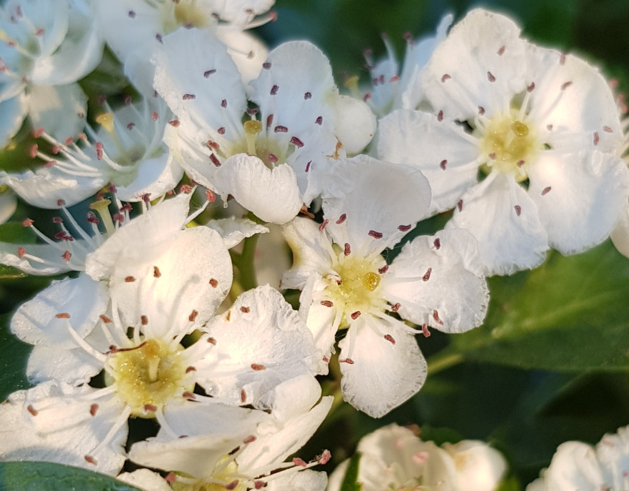 Blütenessenz WEISSDORN (Crataegus oxycantha)