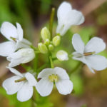 Blütenessenz LAUCHKRAUT (Alliaria petiolata)