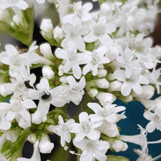 Blütenessenz BALDRIAN (Valeriana officinalis)
