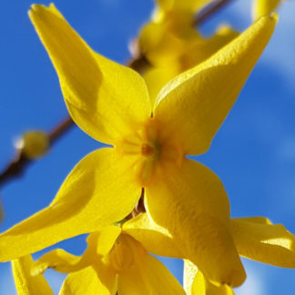 Blütenessenz FORSYTHIE (Forsythia intermedia)