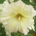Blütenessenz GELBE STOCKROSE (Alcea rosea)