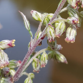 Blütenessenz BEIFUSS (Artemisia vulgaris)