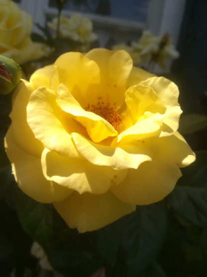 Blütenessenz ROSE "GLORIA DEI" (Rosa hybrida)