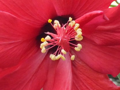 Blütenessenz ROTER HIBISKUS (Hibiscus rosa sinensis)