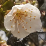 Blütenessenz KIRSCHE (Prunus domestica)