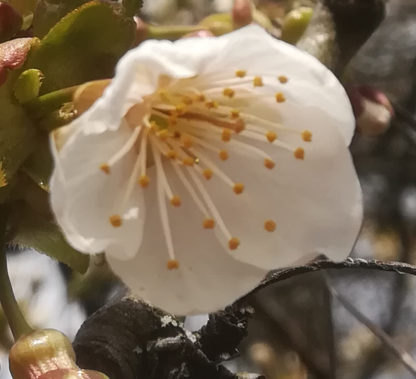 Blütenessenz KIRSCHE (Prunus domestica)