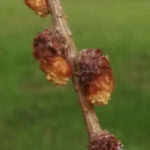 Blütenessenz LÄRCHE (Larix decidua) - Larch