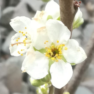 Blütenessenz PFLAUME (Prunus insititia)