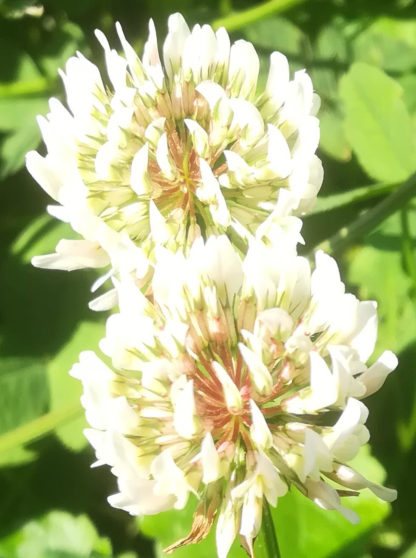 Blütenessenz WEISSKLEE (Trifolium repens)