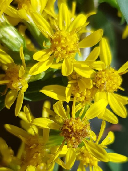 Blütenessenz ECHTE GOLDRUTE (Solidago virgaurea)