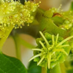 Blütenessenz EDELKASTANIE (Castanea sativa)