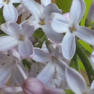 Blütenessenz LILA FLIEDER (Syringa vulgaris „Sorte“)