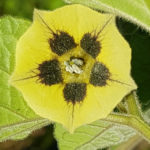 Blütenessenz KAPSTACHELBEERE (Physalis peruviana) - Forschungsessenz