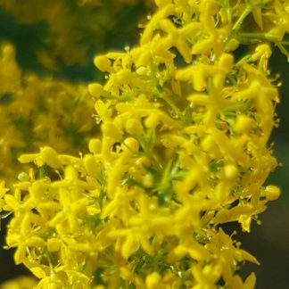 Blütenessenz ECHTES LABKRAUT (Galium verum)