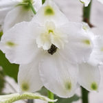 Blütenessenz WEISSER RITTERSPORN (Delphinium elatum) - Forschungsessenz