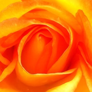 Blütenessenz SAHARA-ROSE (Rosa sahara) - Forschungsessenz