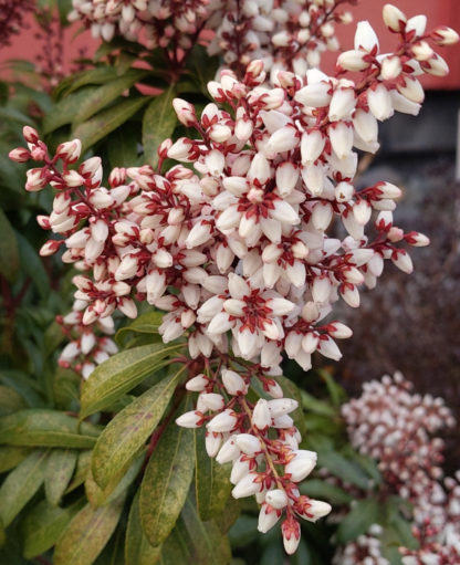 Blütenessenz LAVENDELHEIDE (Pieris japonica)