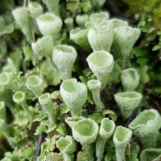 Blütenessenz TROMPETENFLECHTE (Cladonia fimbriata)- Forschungsessenz