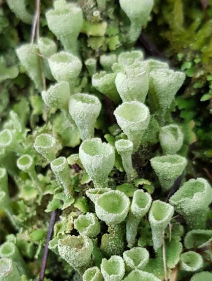 Blütenessenz TROMPETENFLECHTE (Cladonia fimbriata)- Forschungsessenz